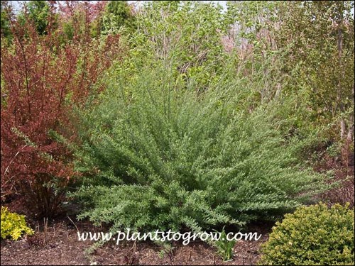 Canyon Blue Willow (Salix purpurea)